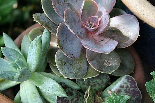 Close Up Of A Potted Succulent Plant