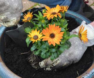 Planting the feature plant in a summer container