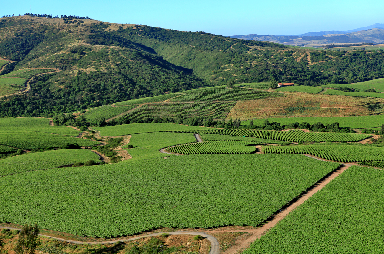 Vineyards in front of a hill with blue sky