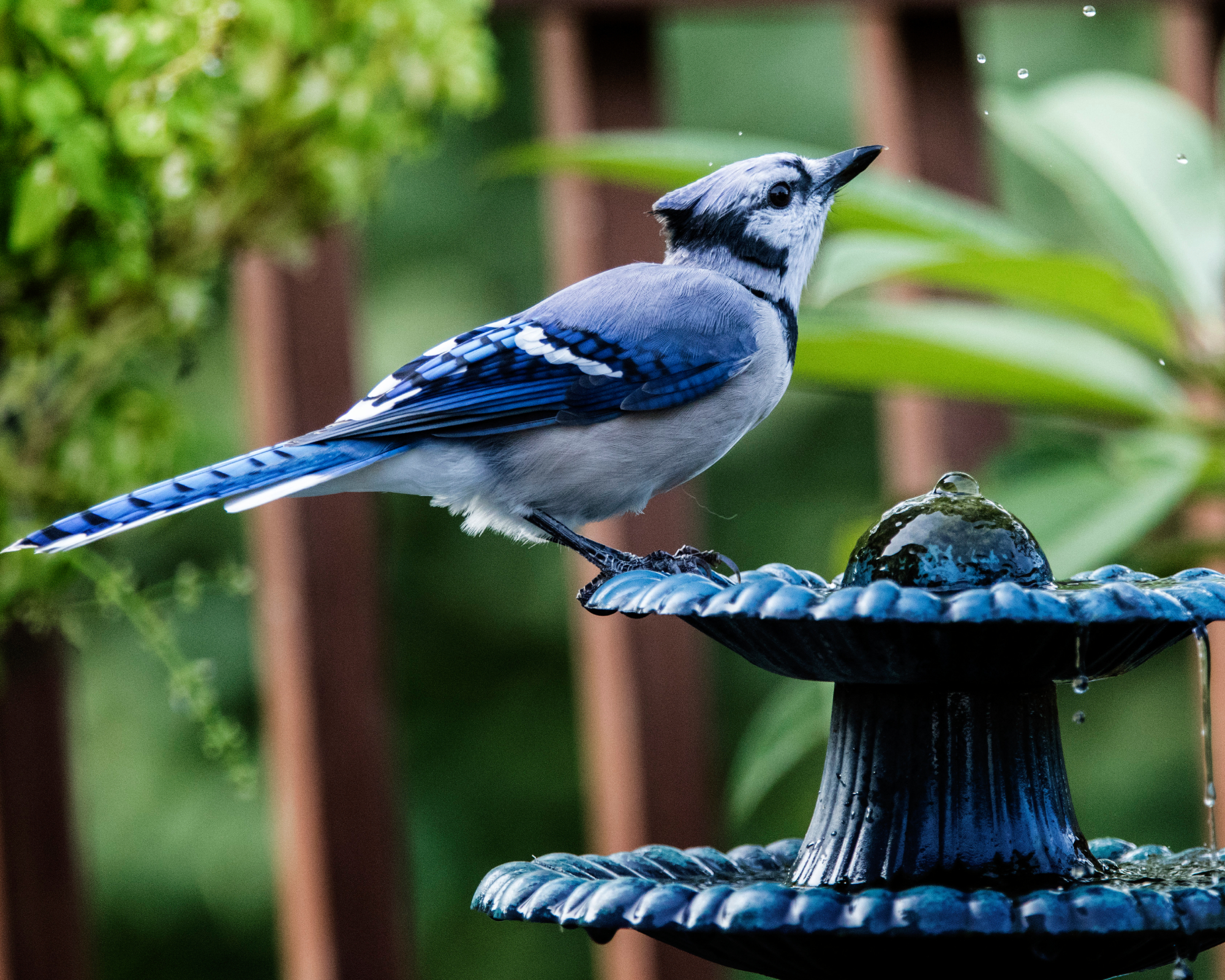 Blue jay in bird bath in garden