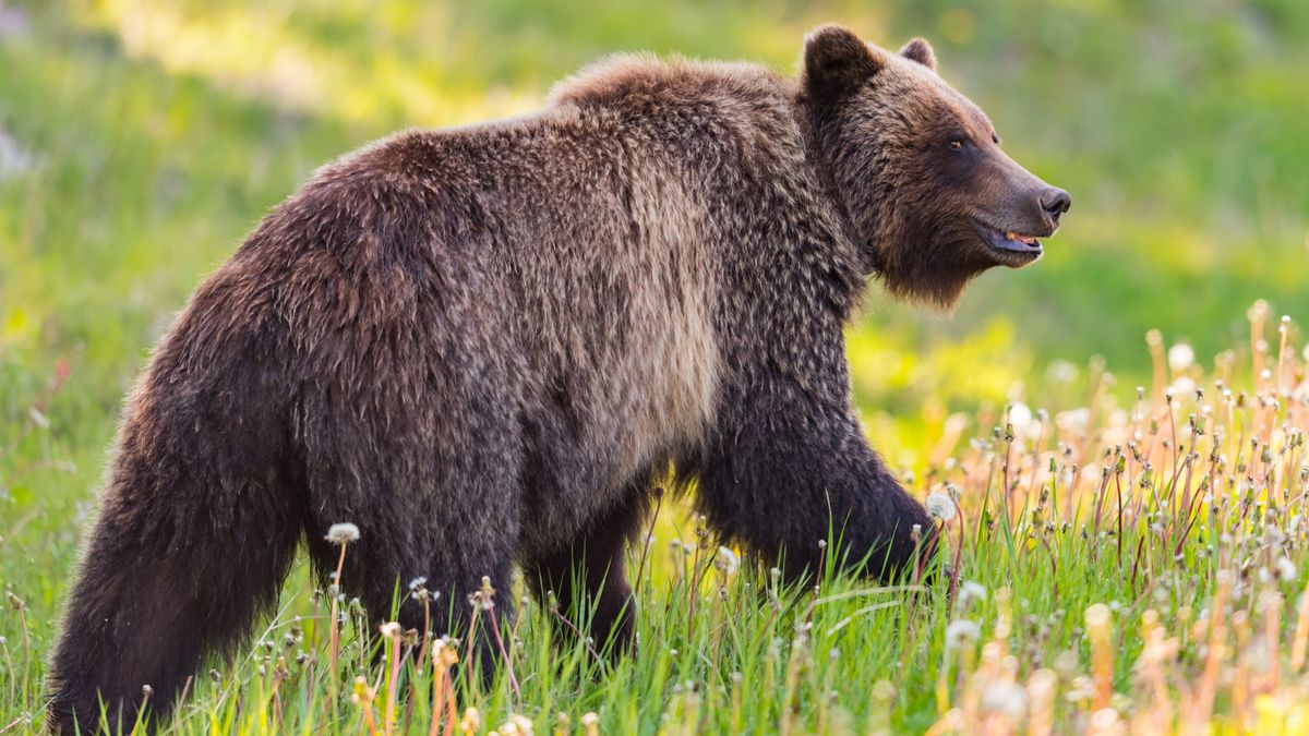 Grizzly bear at Banff National Park, Canada