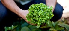 A man picking a lettuce