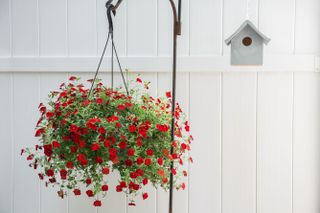 A hanging basket against a white fence filled with red Million Bells flowers
