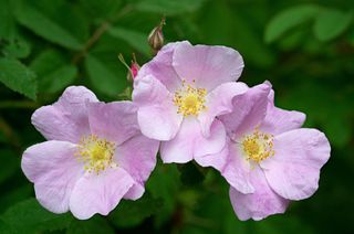 close up of Rosa Blanda (smooth rose)