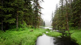 A photo in the Tongass National Forest on Baranof Island, Alaska.