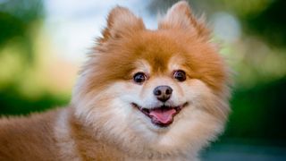 Pomeranian