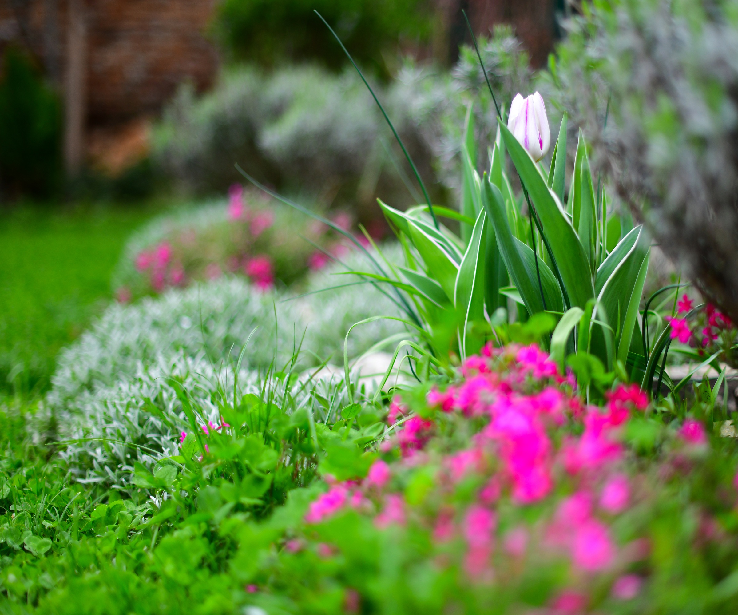 Creeping phlox, tulip, clover