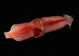 The cockeyed squid uses its large left eye to look for fellow sea creatures above it and its small right eye to spot bioluminescent flashes below it.