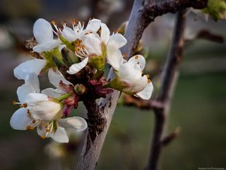 GuruShots - Spring Snapshots