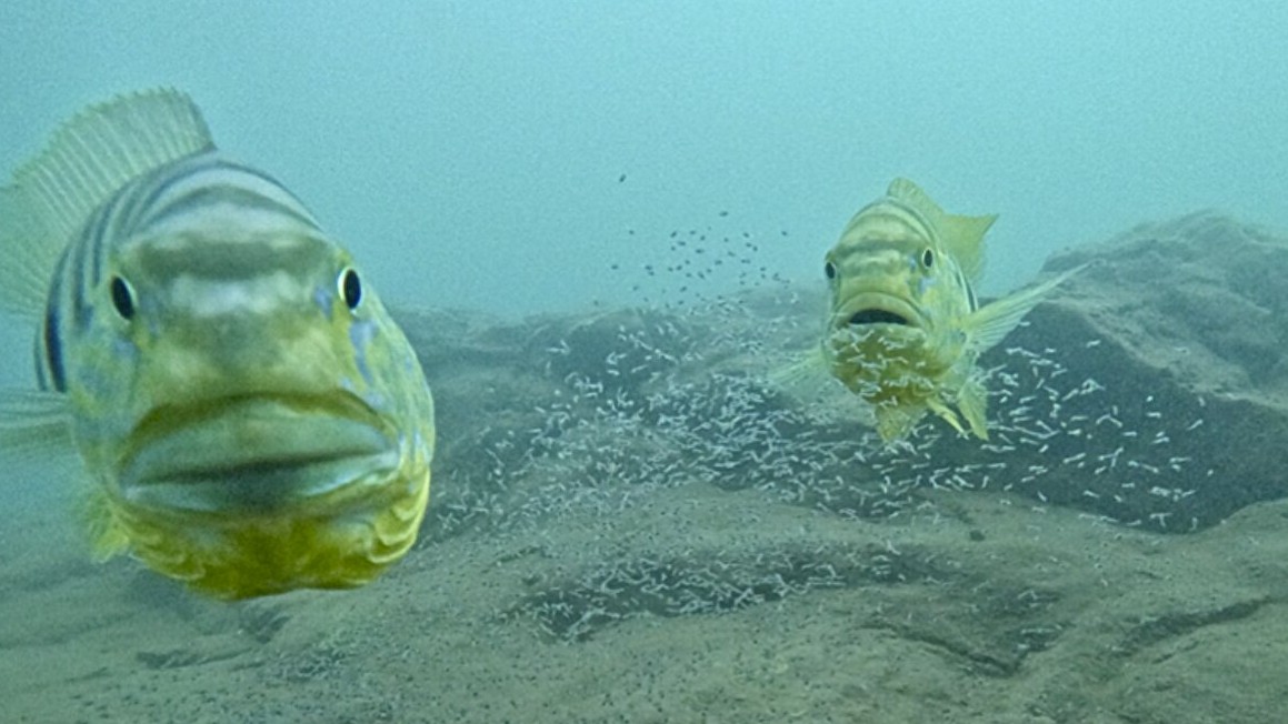 An emperor cichlids male and female look at the camera.