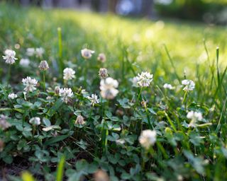White clover growing in grass
