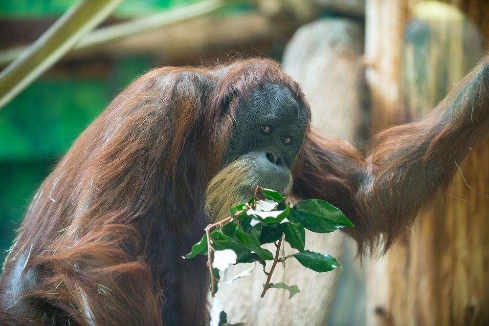 Zookeepers mourn death of world's oldest orangutan Live Science