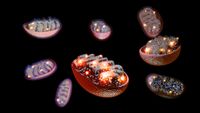 illustration of eight mitochondria with glowing spots in their internal structures, representing energy