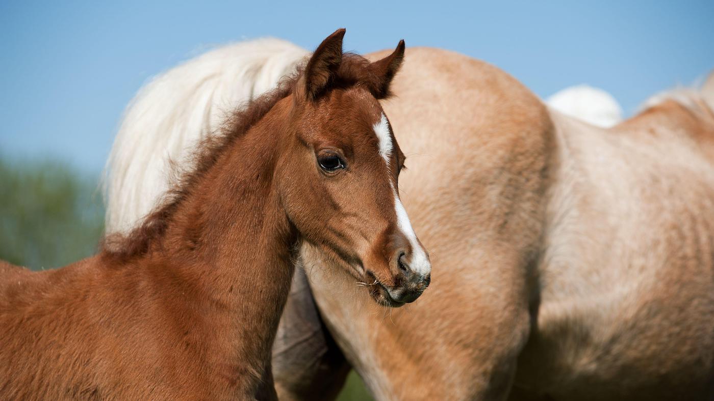 Chestnut foal head shot