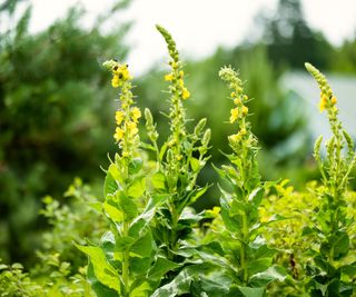 How to grow common mullein