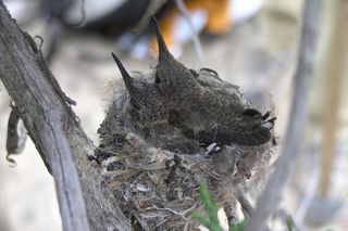 Black-chinned hummingbirds appear drawn to noise, perhaps because their predators, scrub jays, leave noisy sites. 