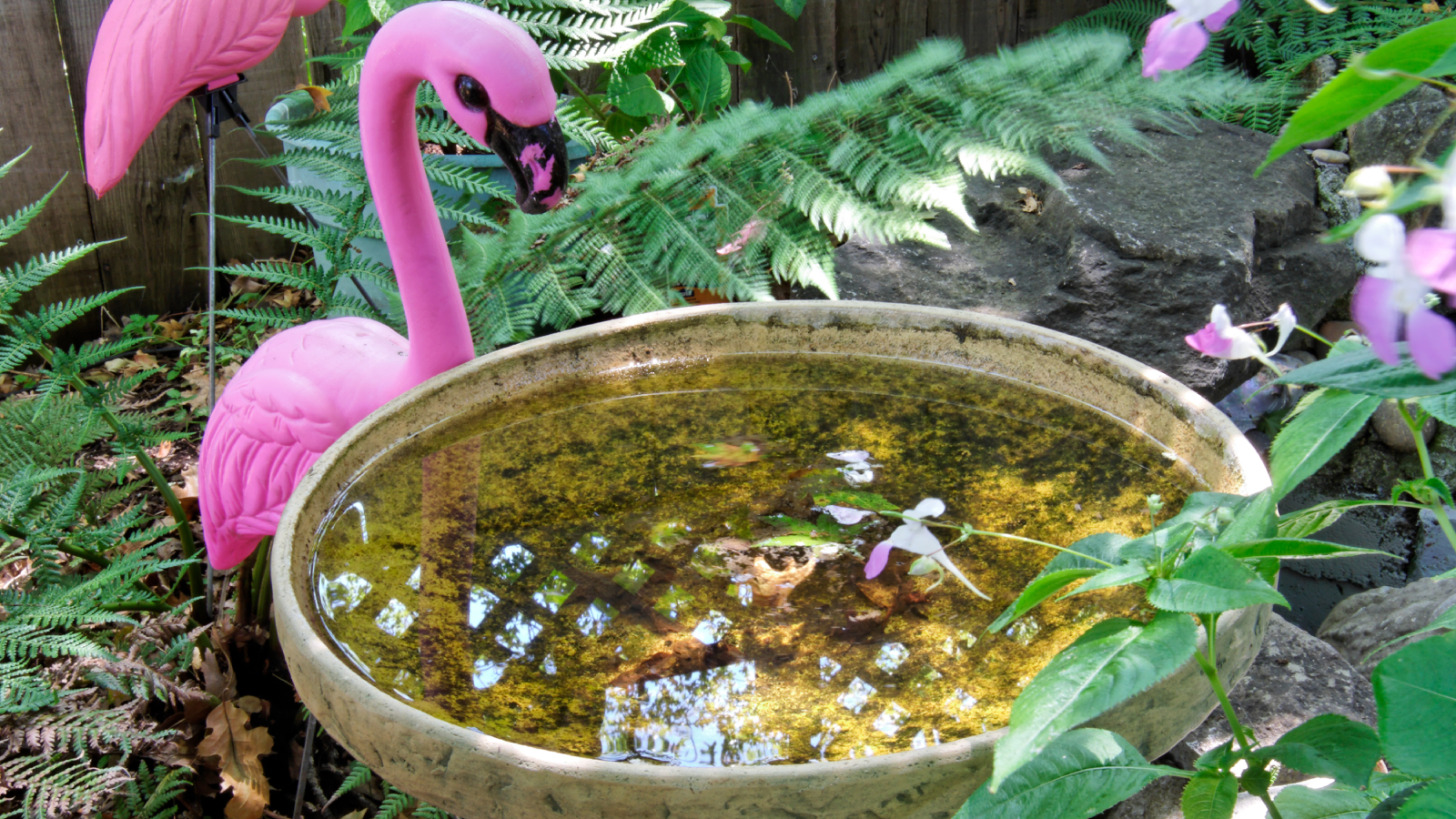 Dirty bird bath with mosquitoes and pink flamingo yard decor