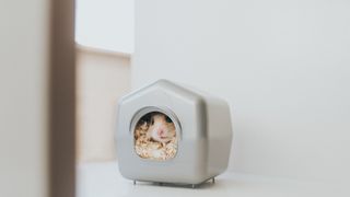 Hamster sitting inside home