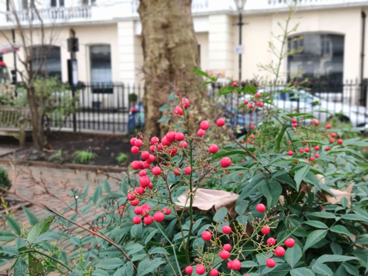 Outdoors, portrait mode struggled to work out what should be in focus in the foreground