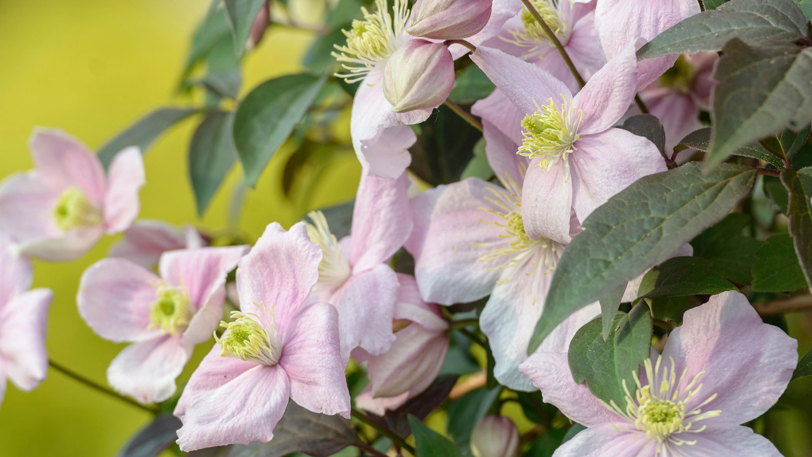 pink flowers and leaves of Clematis montana 'Mayleen'