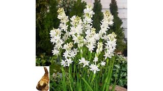 Generic white double pearl tuberose bulbs