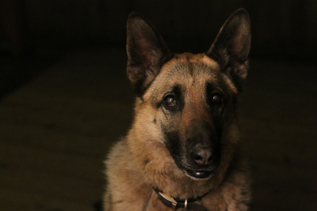 A German Shepherd 