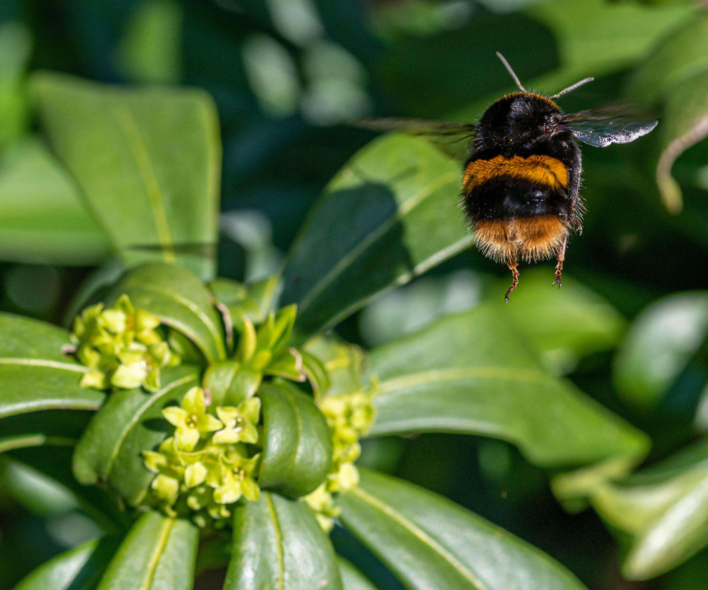 queen bumblebee looking for pollen
