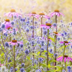 Purple coneflowers and sea holly planted together in prairie-style border