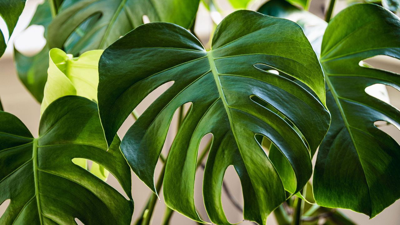 large leaves of a monstera deliciosa