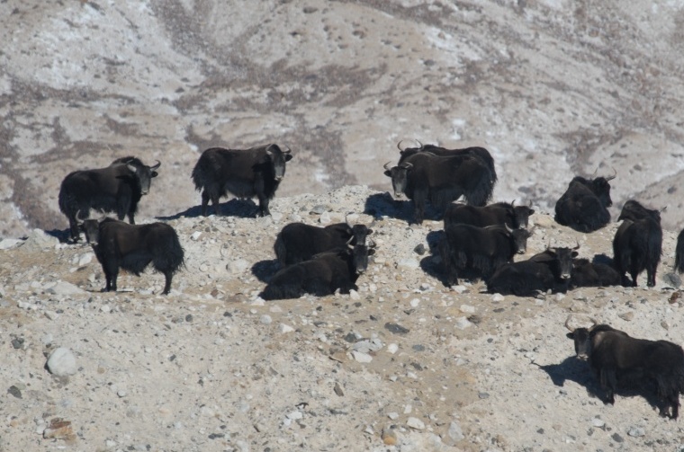 yaks, endangered species