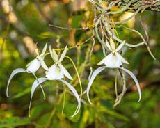 Ghost orchid flowers – or Dendrophylax lindenii – suspended from a tree via roots
