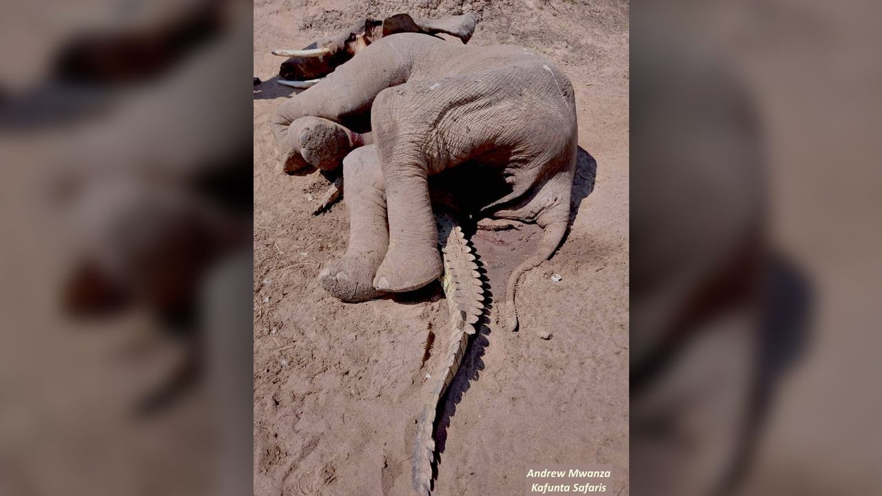 Dead Elephant Found Lying on Top of a Squashed Crocodile. What