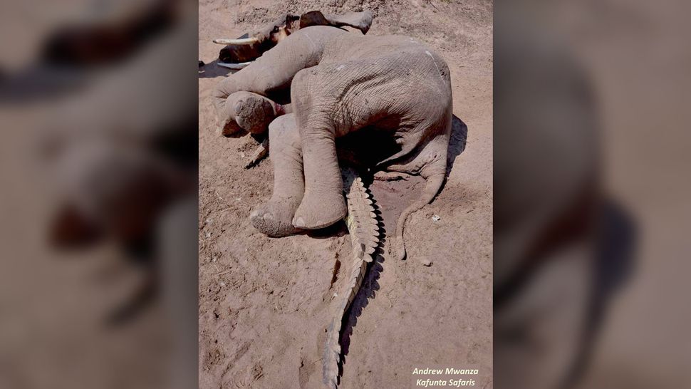 Dead Elephant Found Lying on Top of a Squashed Crocodile. What Happened?