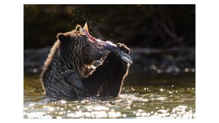 Photograph of a grizzly bear clutching a fish in Chilko Lake, British Columbia, Canada, by photographer and adventurer David duChemin