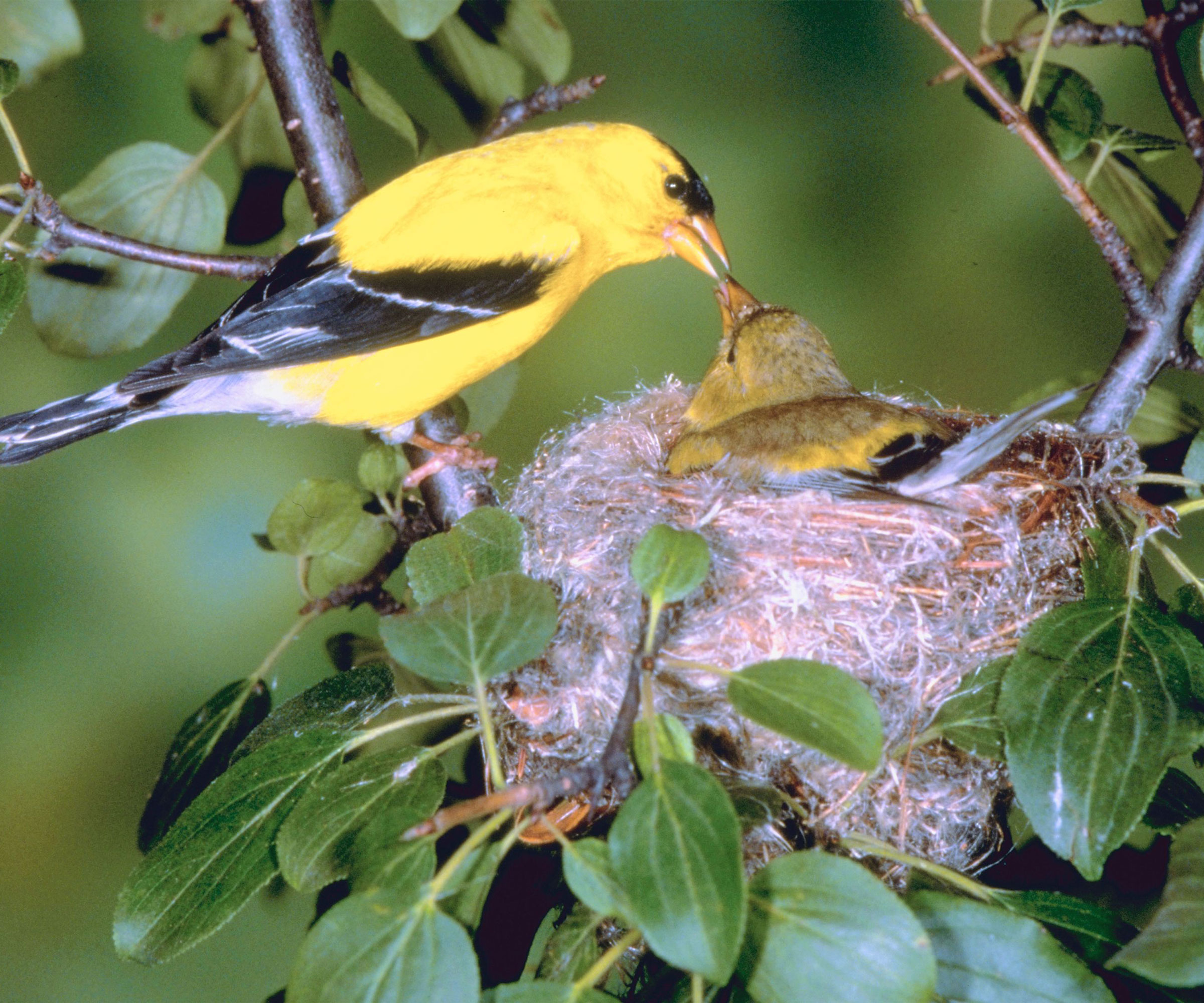 goldfinch feeding chick in nest