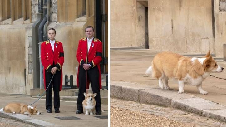 The Queen&#039;s corgis Muick and Sandy awaiting her funeral cortege in Windsor