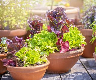 Edimentals in pots