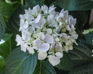 what to plant in january hydrangea