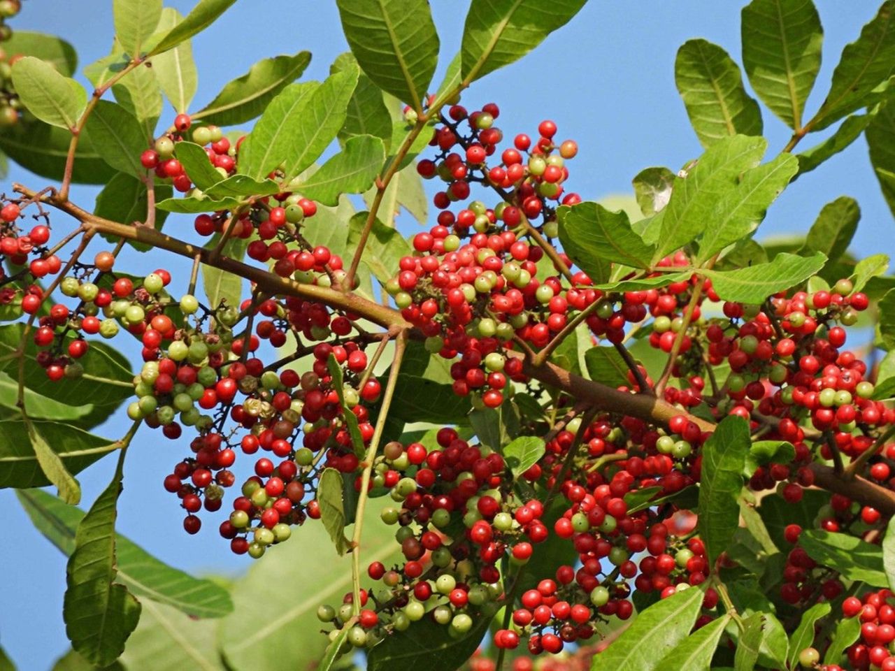 Close up of a branch of holly covered in bright red berries growing against a blue sky