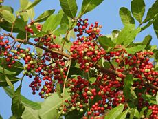 Close up of a branch of holly covered in bright red berries growing against a blue sky