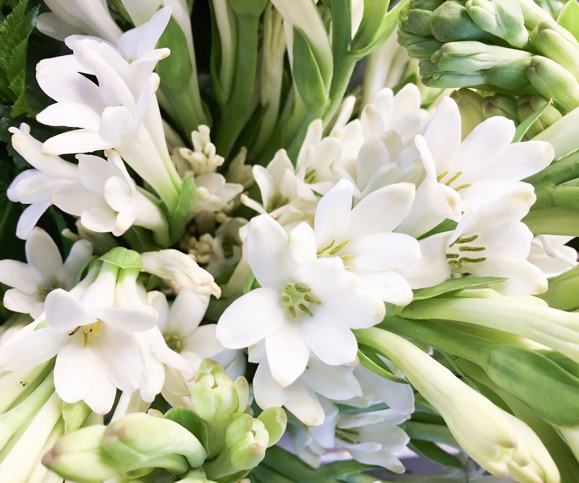 flowering tuberose with white petals