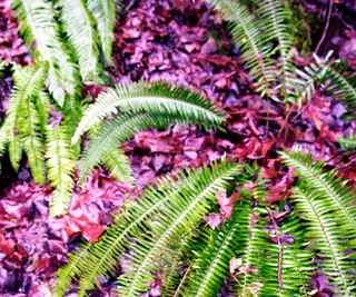 fern plants covered in fallen leaves