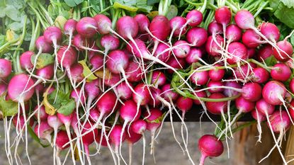 Bunches of freshly harvested radishes at a market stall