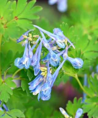 Corydalis flexuosa China Blue