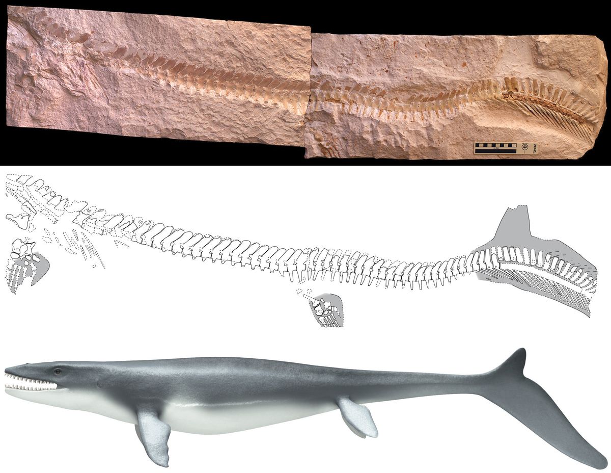 mosasaurus skeleton