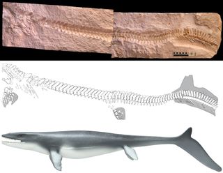 The juvenile Prognathodon unearthed in Jordan had imprints from its tail fins.