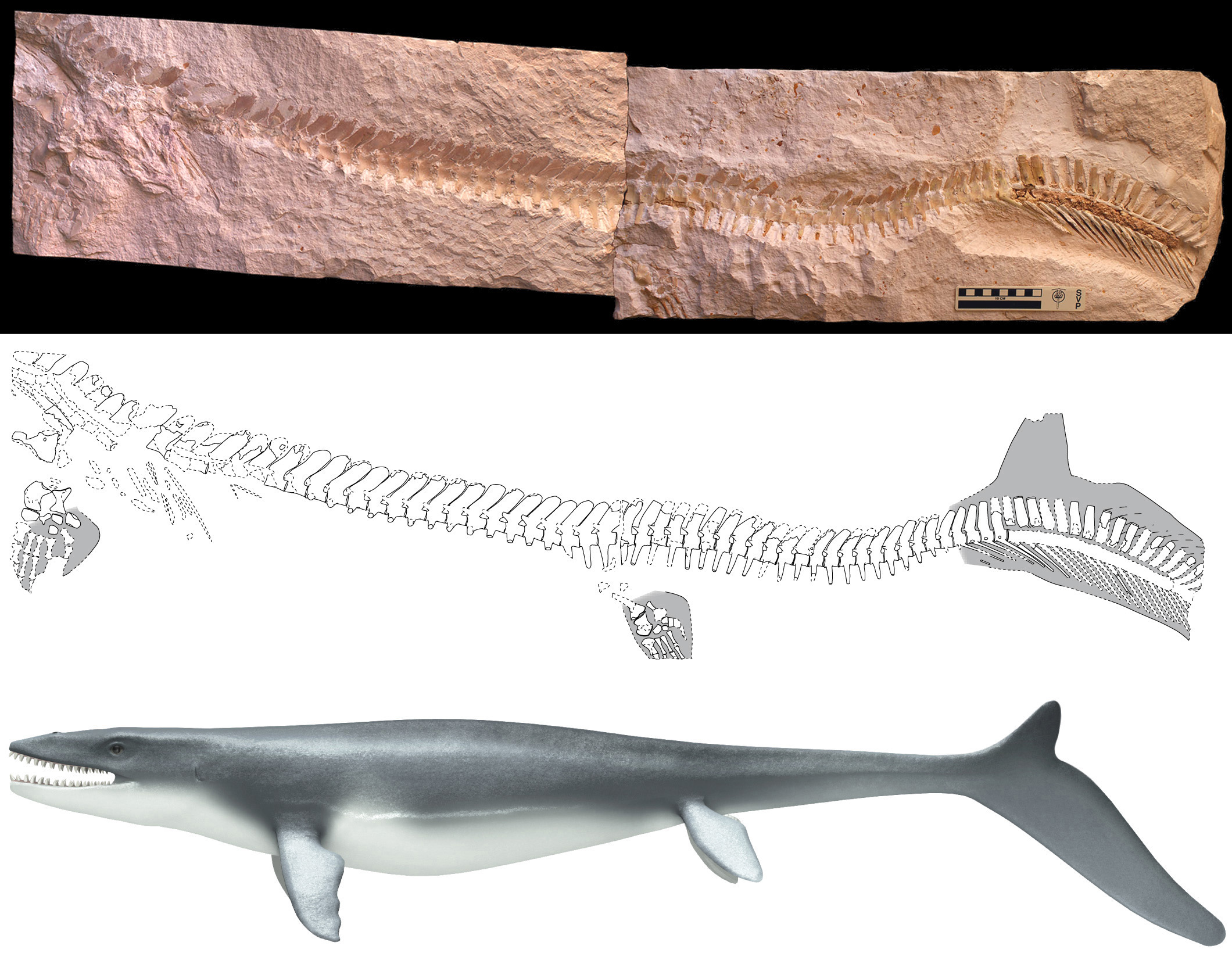 T-Rex of the Seas: A Mosasaur Gallery | Live Science