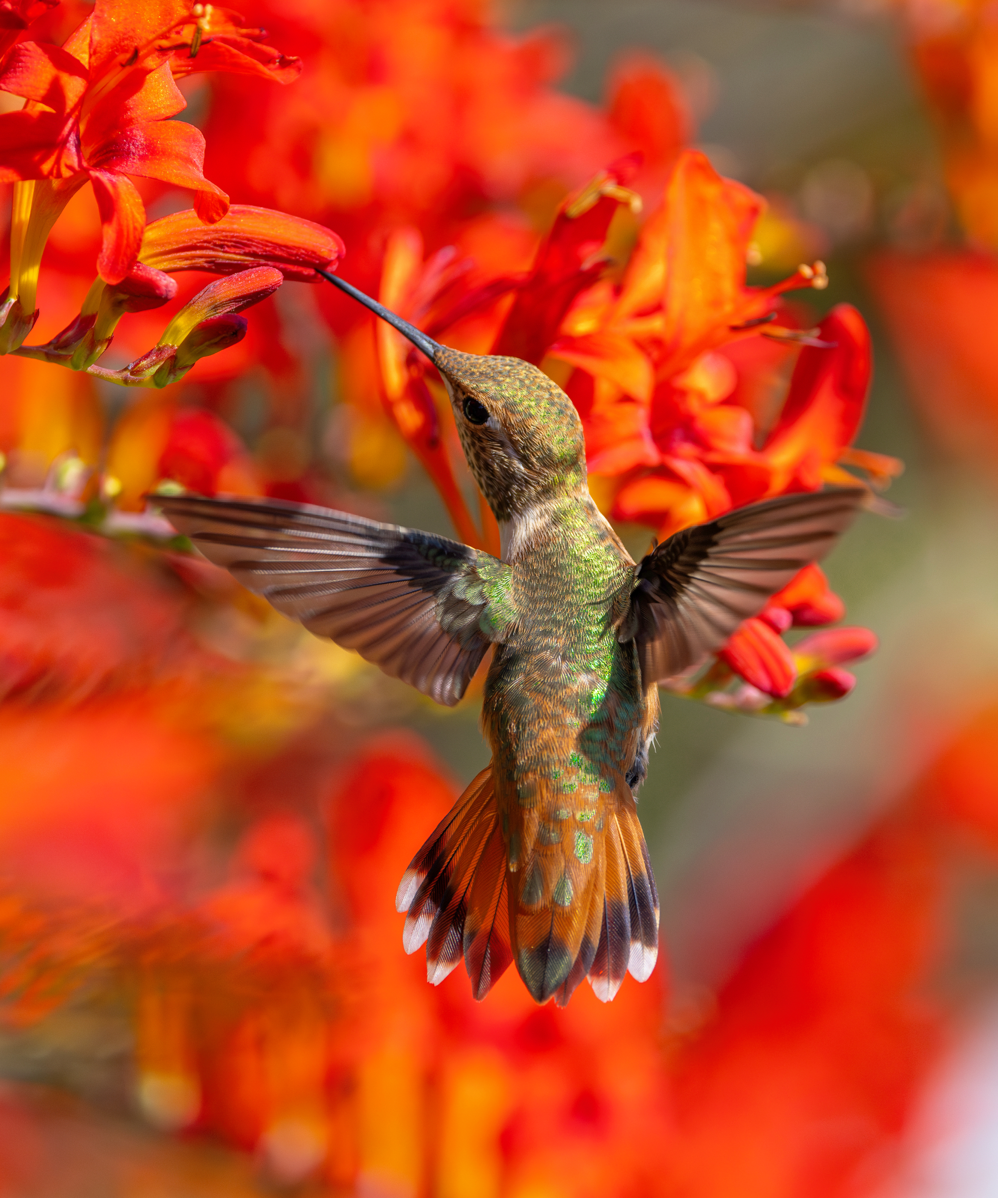 Female Rufous Hummingbird feeding on a Crocosmia flower.