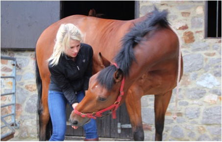 chintohindfetlock