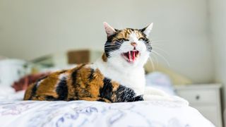 Calico cat hissing on a bed